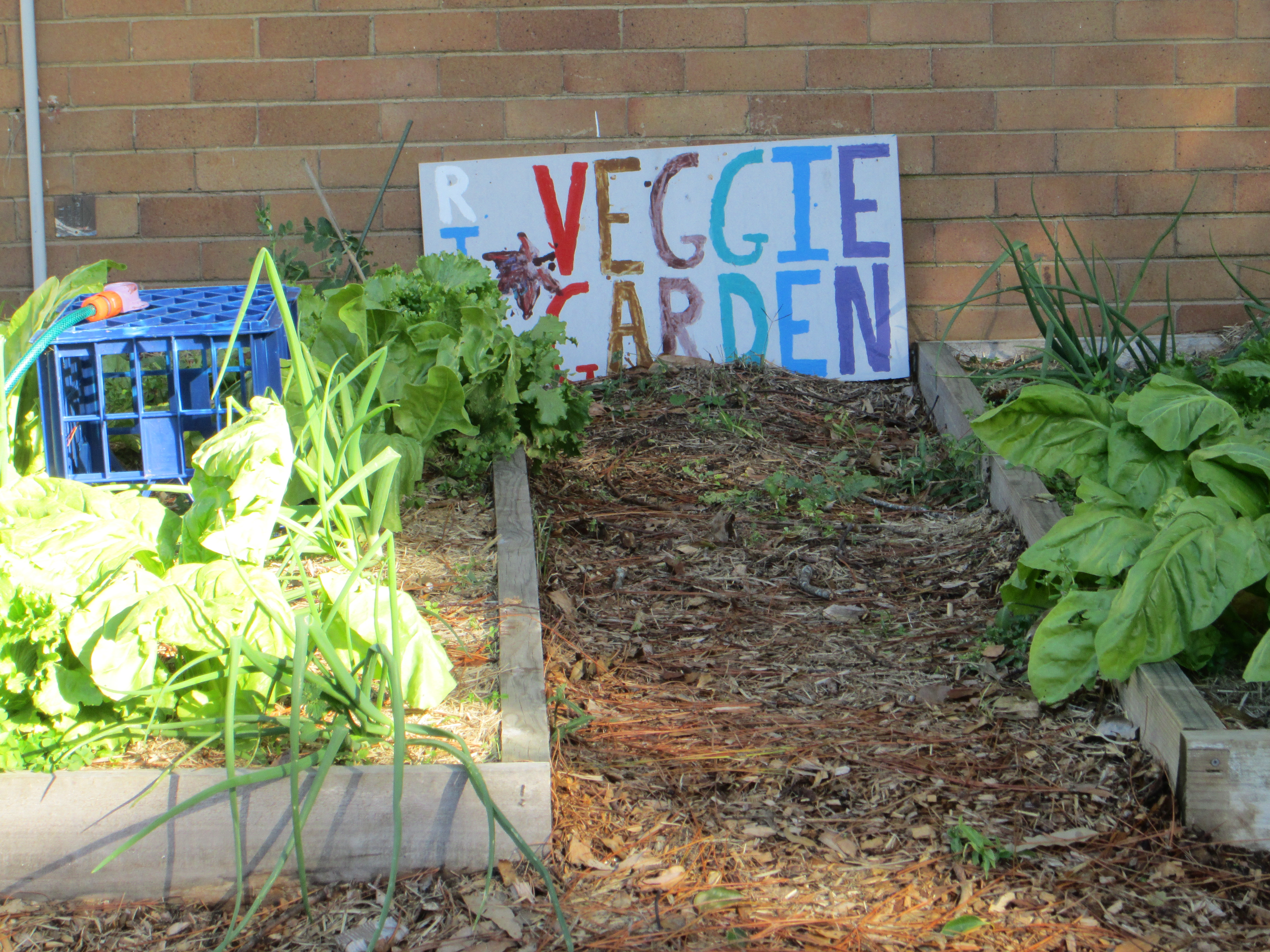 veggie garden

